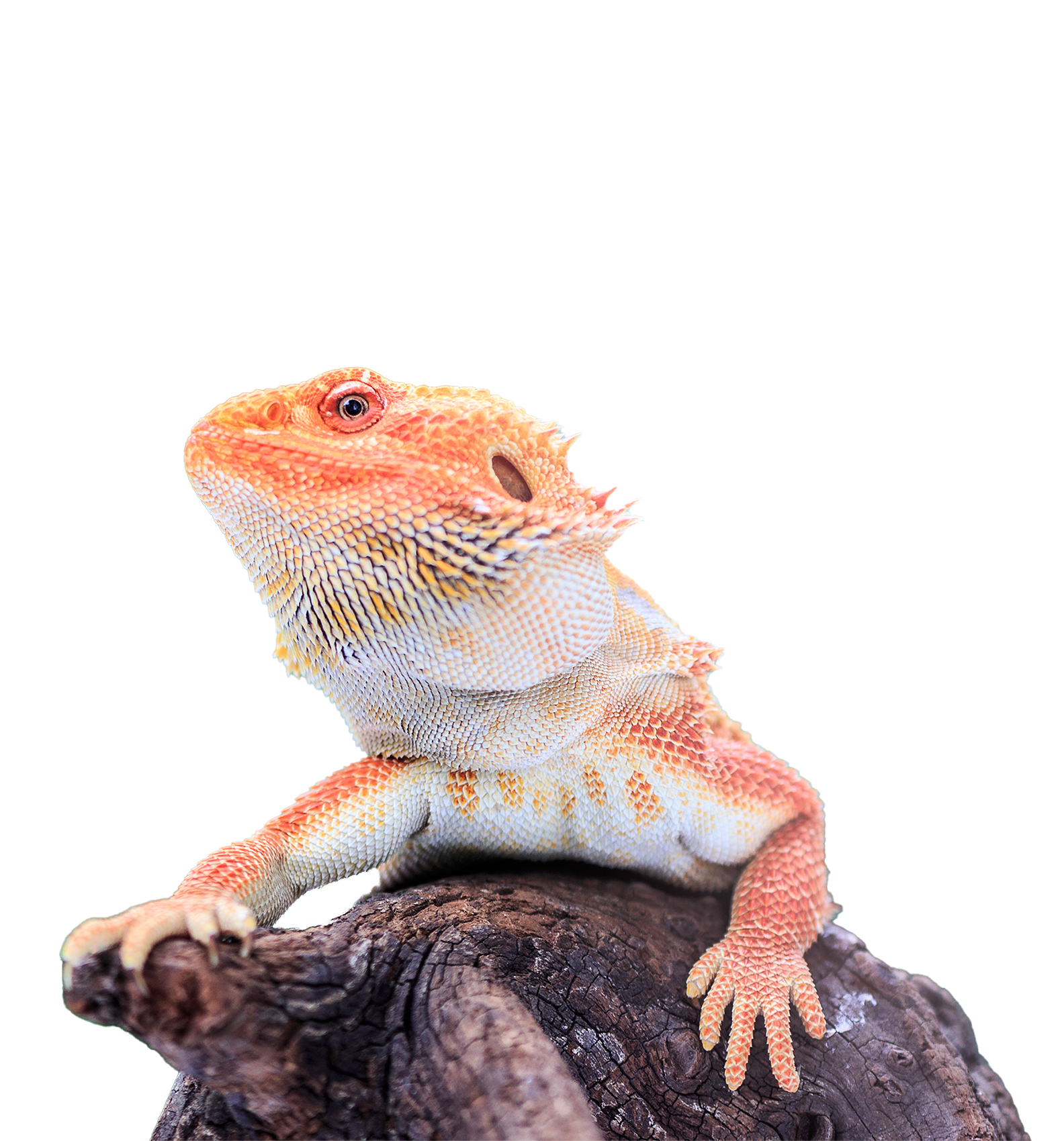 A yellow snake with black spots is coiled around a brown branch, extending its tongue. Below and to the left, a yellow cartoon reptile with blue spines and a blue tongue,  a Peticon, is looking up at the snake.