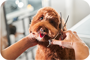 "Brown dog having its hair brushed and trimmed during a grooming session