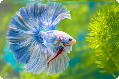 A blue betta fish with large, flowing fins swimming in a tank with green plants in the background.