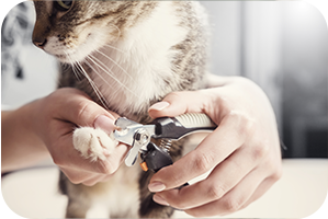 Cat getting it's nails trimmed