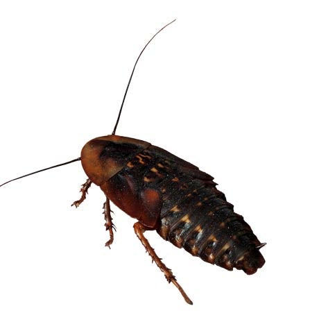 Dubia Roaches