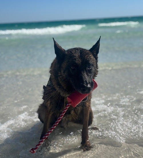 K9 Rico at the beach