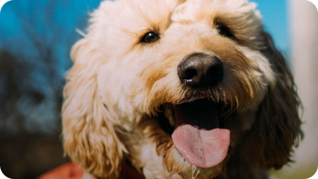 Close-up of a happy dog with its tongue out, outdoors on a sunny day.