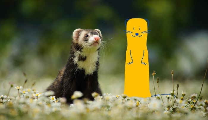 A ferret standing in a field of small white flowers, looking upwards, with a yellow cartoon animal, a Pet Supermarket Peticon, standing next to it.