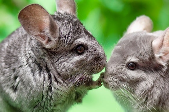 Two gray chinchillas facing each other, touching noses with a green blurred background.
