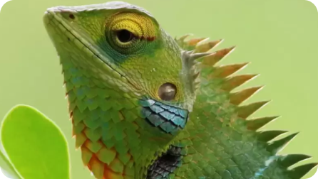 Close-up of a green lizard with blue markings on its face and spines on its back.