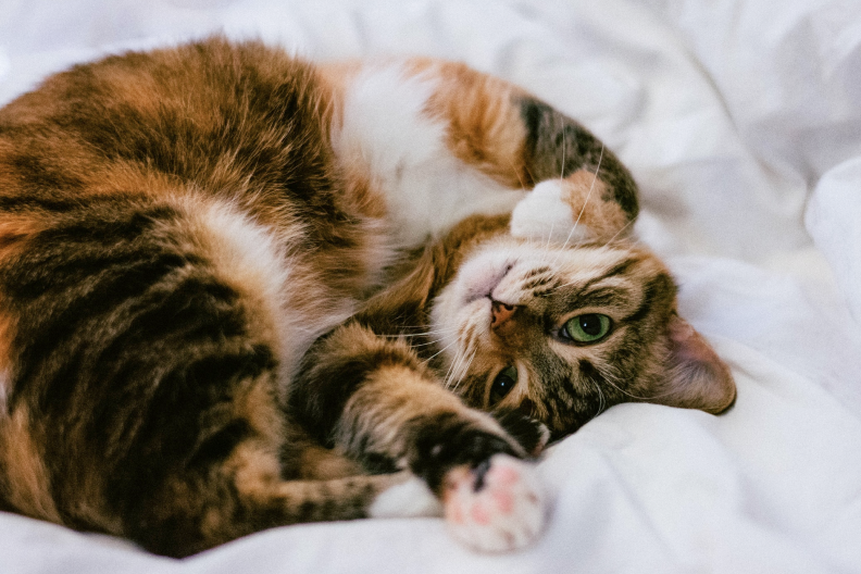 A tabby cat lying on its back on a white bed, looking up at the camera with wide eyes.