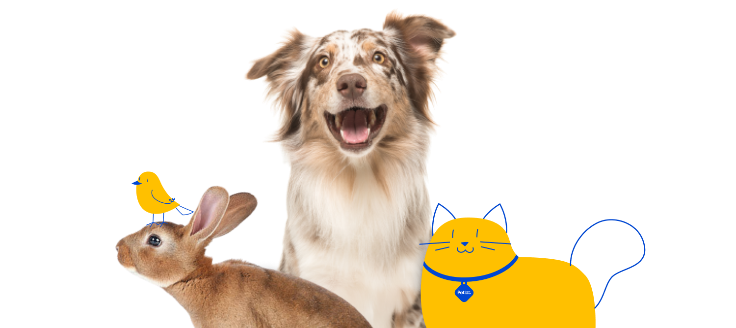A happy dog with a brown and white coat, sitting behind a brown rabbit. There is a Pet Supermarket Peticon bird on the rabbit's back and a Pet Supermarket Peticon cat with a blue collar on the right side.